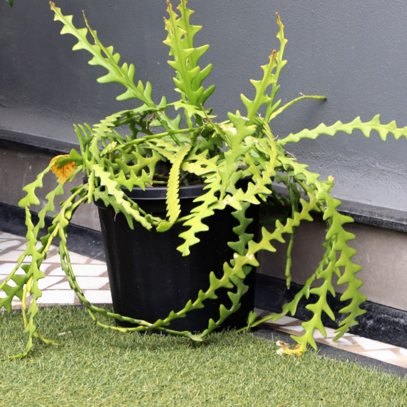 With a plant inside, the 9 inch black nursery pot and gardening tools you can buy online at Sukham Home, a sustainable furniture, gardening and home decor store in Kolkata, India