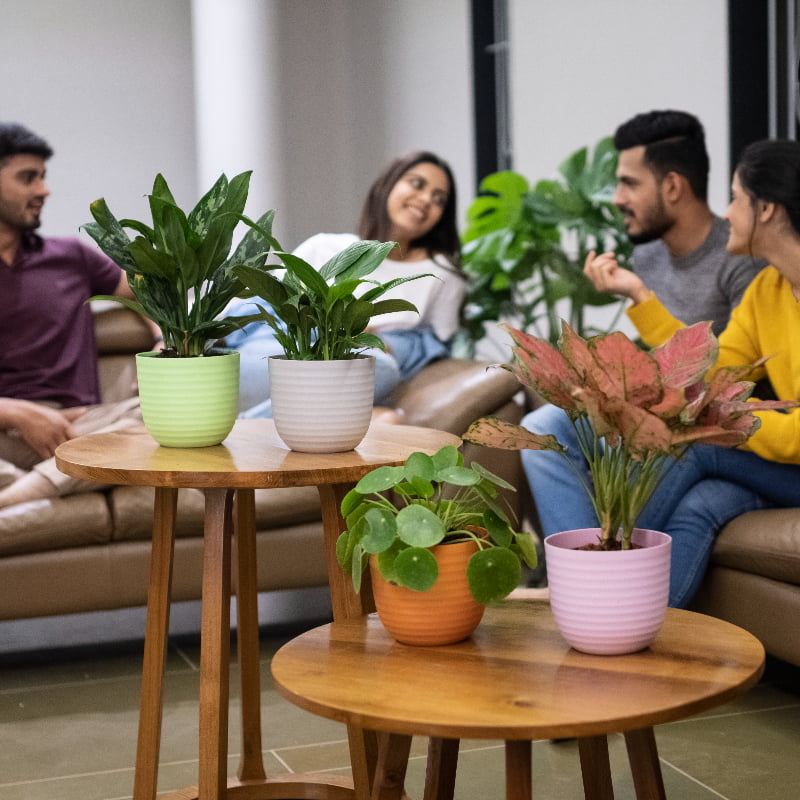 Arranged on a table, Verona, a round colourful indoor planter made from plastic that you can buy online at Sukham Home, a sustainable furniture, gardening and home decor store in Kolkata, India