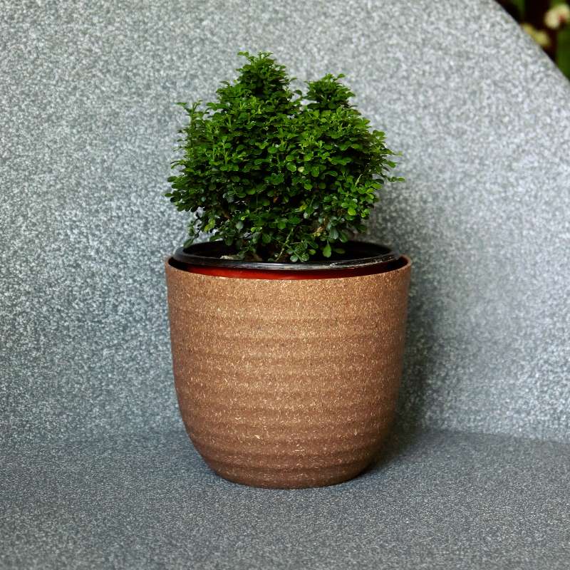 In size 14 and brown colour, the Verona Eco Series, a round textured indoor planter made from plastic and crop waste that you can buy online at Sukham Home, a sustainable furniture, gardening and home decor store in Kolkata, India