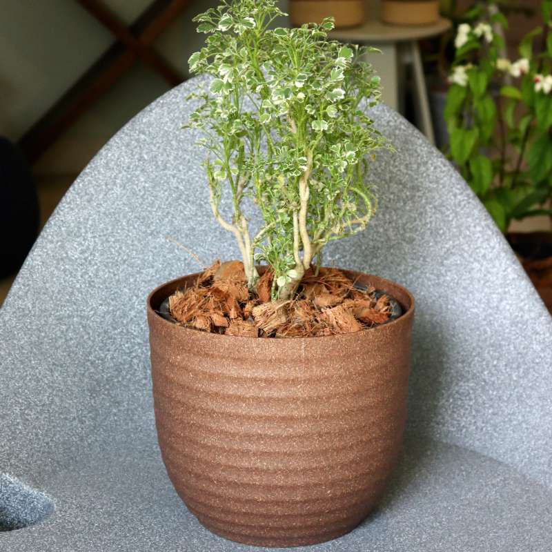 In size 22 and brown colour, the Verona Eco Series, a round textured indoor planter made from plastic and crop waste that you can buy online at Sukham Home, a sustainable furniture, gardening and home decor store in Kolkata, India