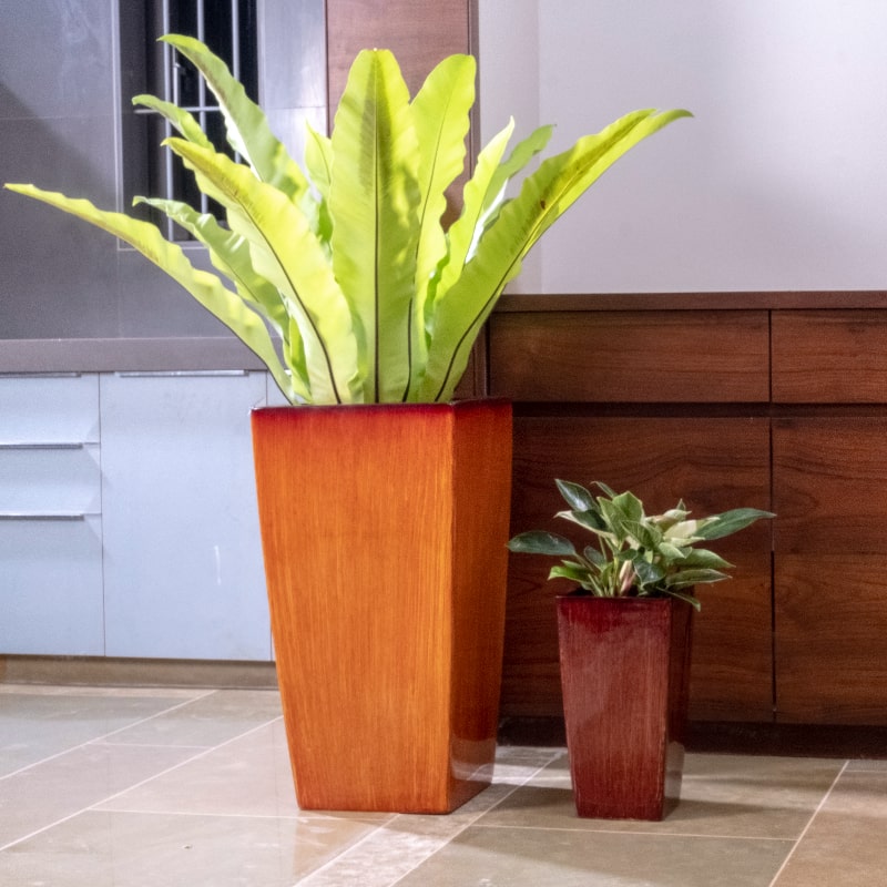 In glossy Teak Wood and Walnut Wood finishes, the Cubico, a large square tall textured luxury planter made from FRP you can buy online at Sukham Home, a sustainable furniture, gardening and home decor store in Kolkata, India