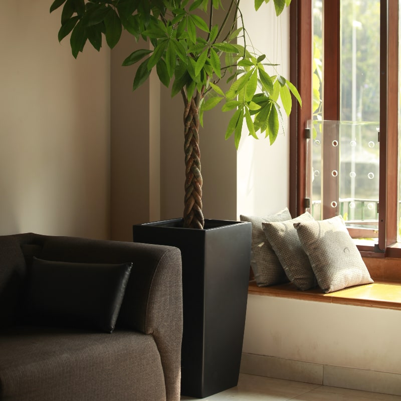 In black glossy finish, the Cubico, a large square tall textured luxury planter made from FRP you can buy online at Sukham Home, a sustainable furniture, gardening and home decor store in Kolkata, India
