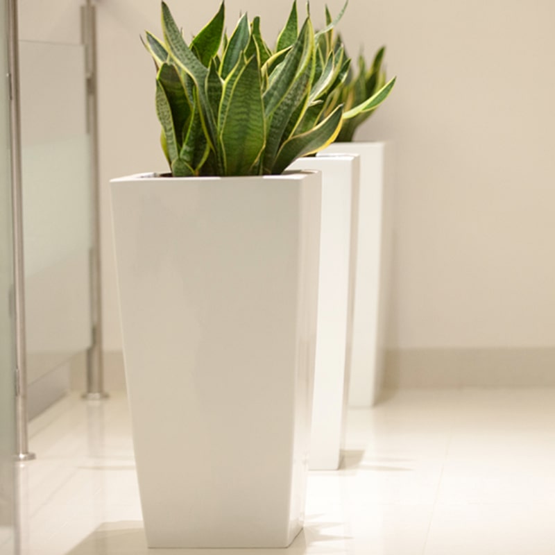 In white glossy finish, the Cubico, a large square tall textured luxury planter made from FRP you can buy online at Sukham Home, a sustainable furniture, gardening and home decor store in Kolkata, India