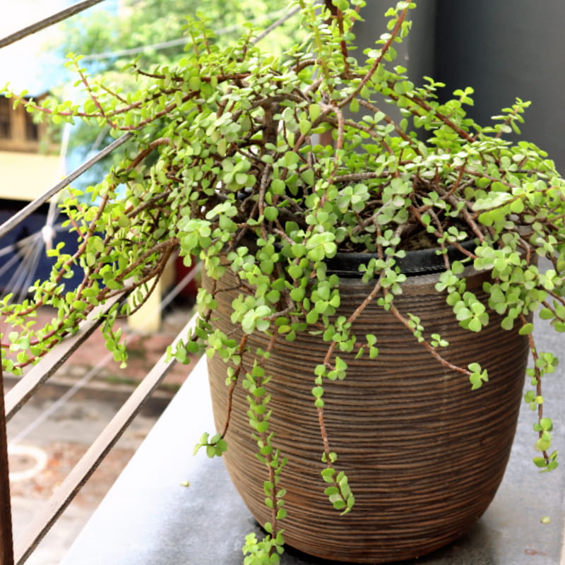 Placed in a balcony, the Dark Brown Dual Tone Wood Rib Short, a round textured luxury planter made from FRP you can buy online at Sukham Home, a sustainable furniture, gardening and home decor store in Kolkata, India