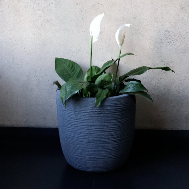 With spathiphyllums, the Grey Stone Rib Short, a round textured luxury planter made from FRP you can buy online at Sukham Home, a sustainable furniture, gardening and home decor store in Kolkata, India