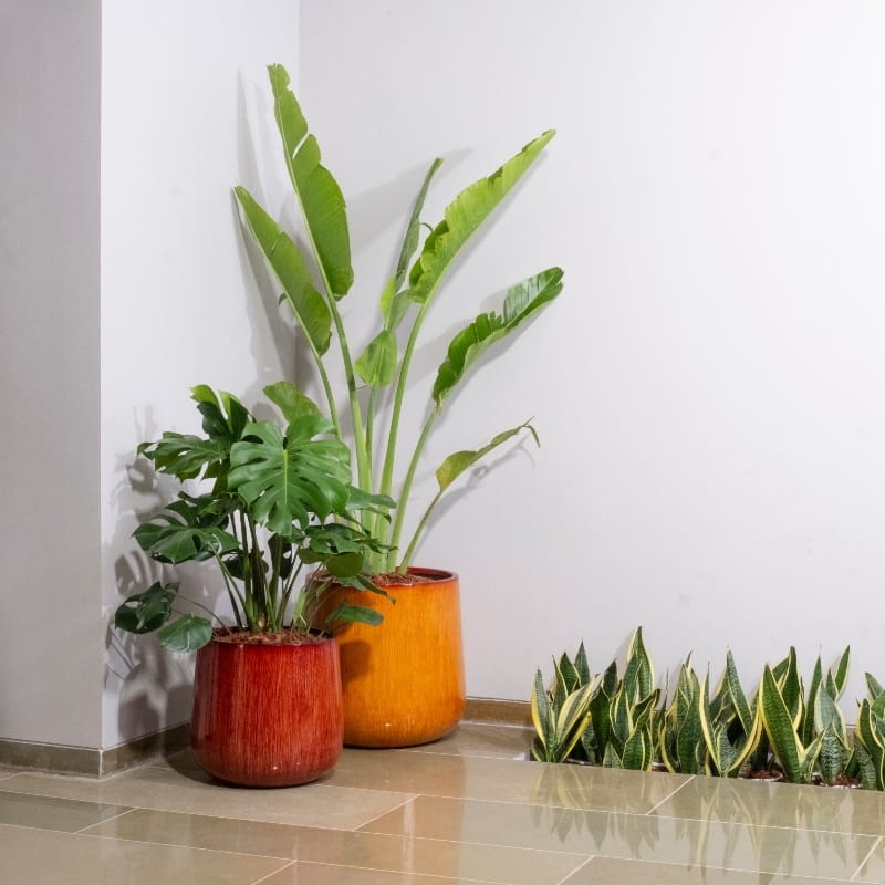 In Walnut Wood and Yellow Ceramic Pearl, a round textured luxury planter made from FRP you can buy online at Sukham Home, a sustainable furniture, gardening and home decor store in Kolkata, India