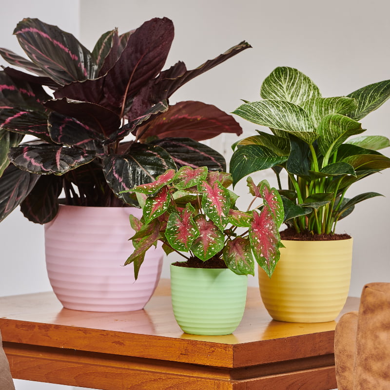 Pink, Green and Yellow Verona, a round colourful indoor planter made from plastic that you can buy online at Sukham Home, a sustainable furniture, gardening and home decor store in Kolkata, India