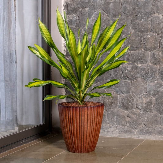 With a plant, the Rustic Wood Rib Vertical XL, a wood finish textured luxury planter made from FRP you can buy online at Sukham Home, a sustainable furniture, gardening and home decor store in Kolkata, India