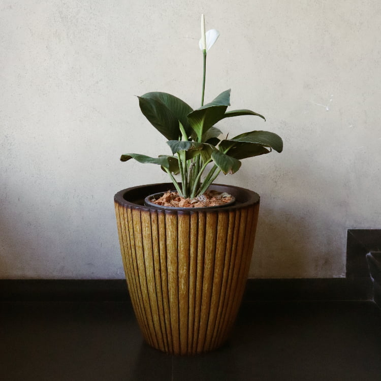 With a plant, the Teak Wood Rib Vertical XL, a wood finish textured luxury planter made from FRP you can buy online at Sukham Home, a sustainable furniture, gardening and home decor store in Kolkata, India