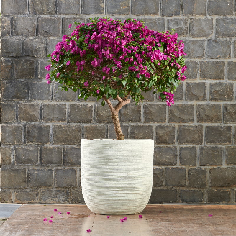 In a White Stone finish, the Rib Short, a round textured luxury planter made from FRP you can buy online at Sukham Home, a sustainable furniture, gardening and home decor store in Kolkata, India