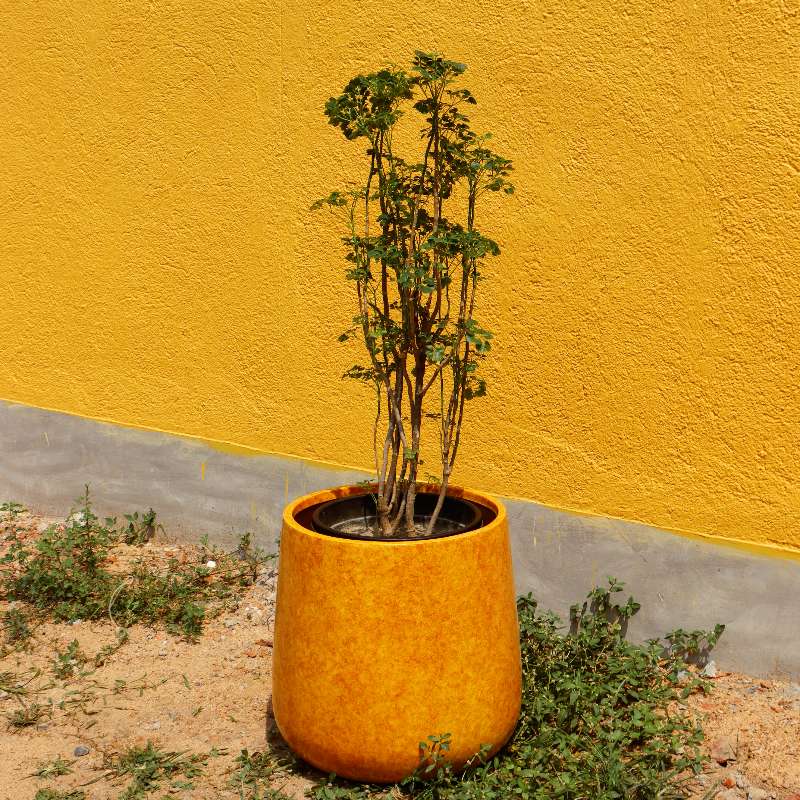 Against a yellow wall, the Yellow Ceramic Pearl, a round textured luxury planter made from FRP you can buy online at Sukham Home, a sustainable furniture, gardening and home decor store in Kolkata, India