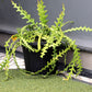 With a plant inside, the 9 inch black nursery pot and gardening tools you can buy online at Sukham Home, a sustainable furniture, gardening and home decor store in Kolkata, India