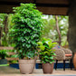 Placed next to each other in different sizes, the Sand Stone and Brown Stone Barca Round, a circular stone finish plastic planter that looks like granite available at Sukham Home, a sustainable furniture, gardening and home decor store in Kolkata, India