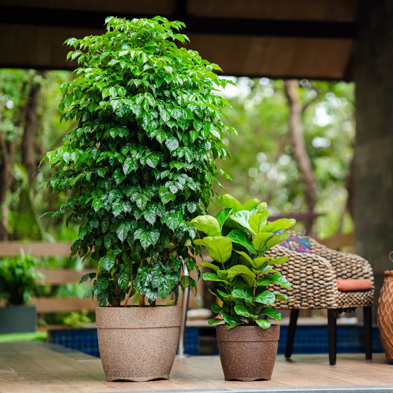 Placed next to each other in different sizes, the Sand Stone and Brown Stone Barca Round, a circular stone finish plastic planter that looks like granite available at Sukham Home, a sustainable furniture, gardening and home decor store in Kolkata, India