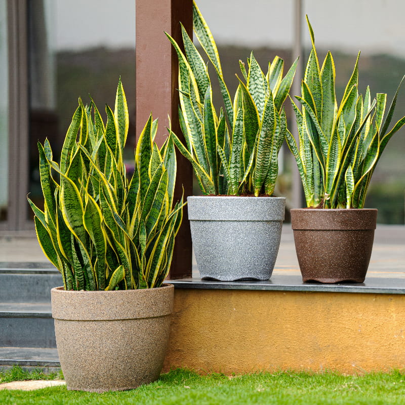 Placed in a garden with snake plants in them, the Sand Stone, Brown Stone and Grey Stone Barca Round, a circular stone finish plastic planter that looks like granite available at Sukham Home, a sustainable furniture, gardening and home decor store in Kolkata, India