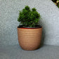 In size 14 and brown colour, the Verona Eco Series, a round textured indoor planter made from plastic and crop waste that you can buy online at Sukham Home, a sustainable furniture, gardening and home decor store in Kolkata, India