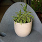 In size 22 and cream colour, the Verona Eco Series, a round textured indoor planter made from plastic and crop waste that you can buy online at Sukham Home, a sustainable furniture, gardening and home decor store in Kolkata, India