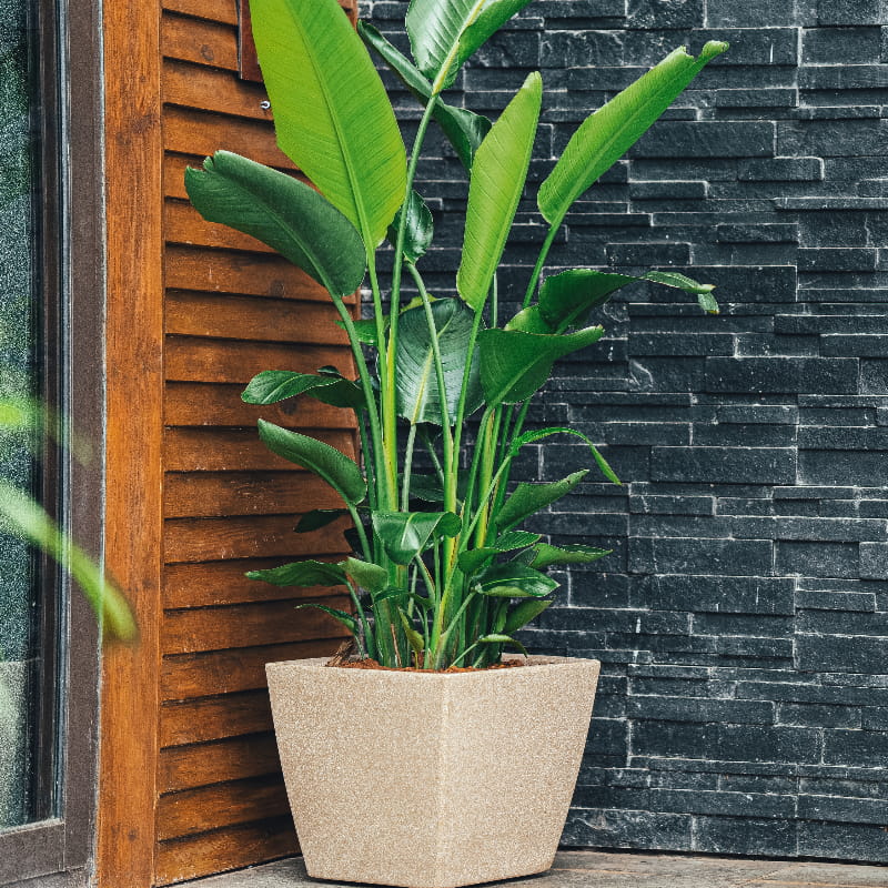 With a plant inside, the Cream Stone Cubo N-40, a square stone finish plastic planter that looks like granite available at Sukham Home, a sustainable furniture, gardening and home decor store in Kolkata, India