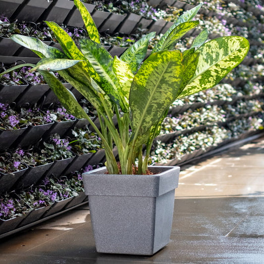 With a plant inside, the Grey Stone Barca Square, a square stone finish plastic planter that looks like granite available at Sukham Home, a sustainable furniture, gardening and home decor store in Kolkata, India