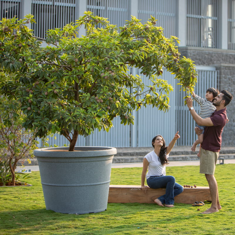 Placed in a garden with a chikoo tree in it, the Duro, a circular stone finish plastic planter that looks like granite available at Sukham Home, a sustainable furniture, gardening and home decor store in Kolkata, India