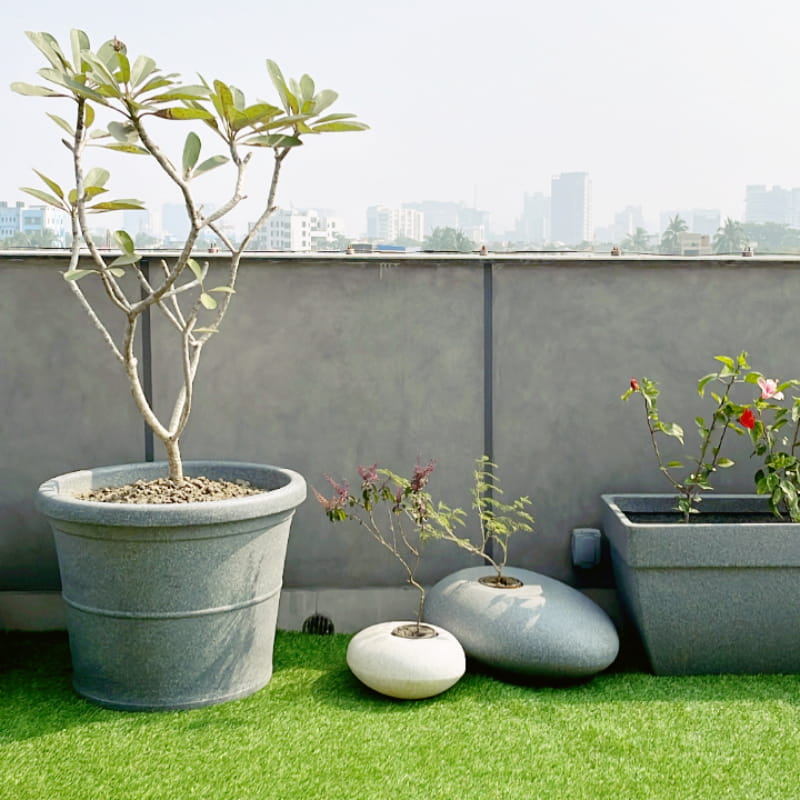 With a champa tree placed in it, the Grey Stone Duro, a circular stone finish plastic planter that looks like granite available at Sukham Home, a sustainable furniture, gardening and home decor store in Kolkata, India