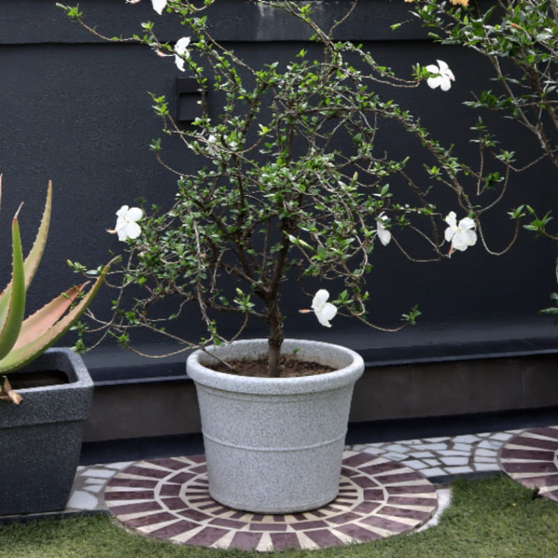 With hibiscus plants in it, the Natural White Stone Duro, a circular stone finish plastic planter that looks like granite available at Sukham Home, a sustainable furniture, gardening and home decor store in Kolkata, India