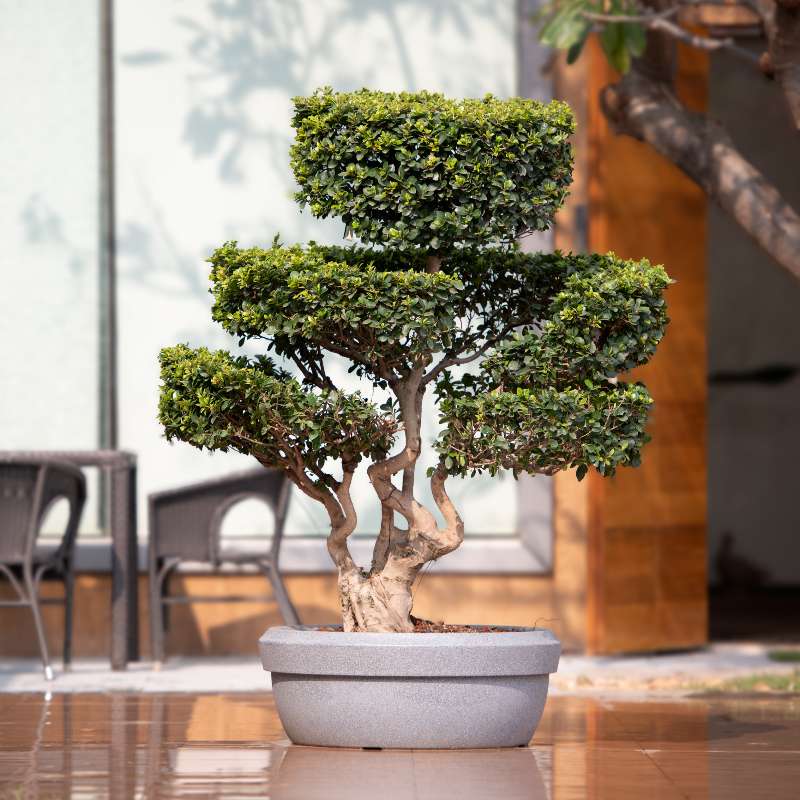 With a bonsai plant, the Grey Stone Lotus Bowl, a round stone finish plastic planter that looks like granite available at Sukham Home, a sustainable furniture, gardening and home decor store in Kolkata, India