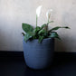 With spathiphyllums, the Grey Stone Rib Short, a round textured luxury planter made from FRP you can buy online at Sukham Home, a sustainable furniture, gardening and home decor store in Kolkata, India
