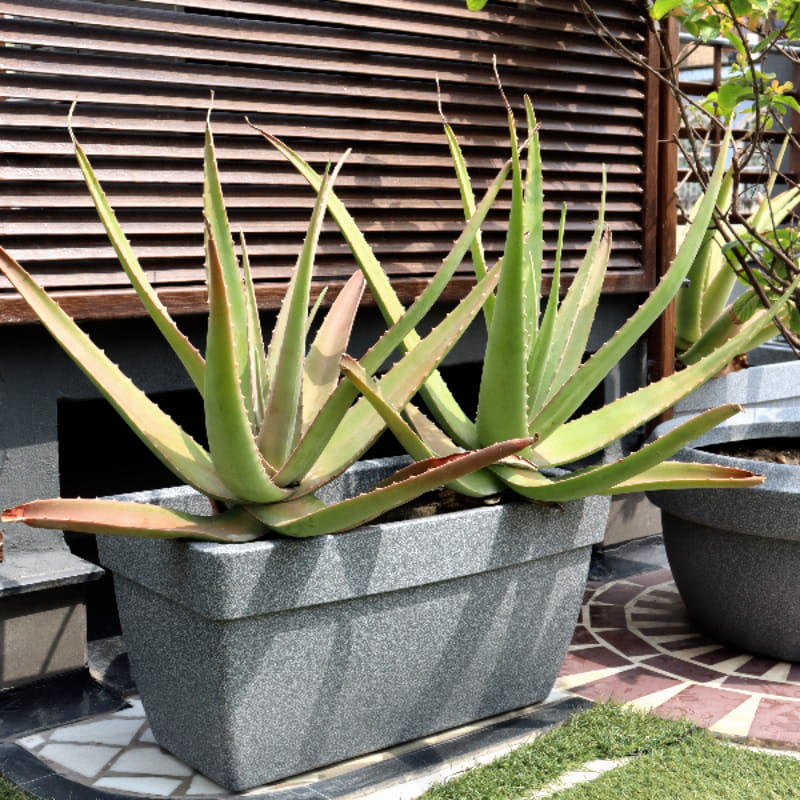 With aloe vera plants inside, the Grey Stone Barca Rectangle, a rectangle stone finish plastic planter that looks like granite available at Sukham Home, a sustainable furniture, gardening and home decor store in Kolkata, India