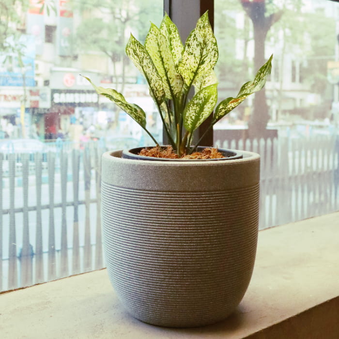 Placed on a ledge, the Grey Stone Milano, a round ribbed stone finish plastic planter that looks like granite available at Sukham Home, a sustainable furniture, gardening and home decor store in Kolkata, India