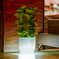 A single Milano with LED, a round stone finish plastic planter with light that looks like granite available at Sukham Home, a sustainable furniture, gardening and home decor store in Kolkata, IndiaMilano with LED, a round stone finish plastic planter with light that looks like granite available at Sukham Home, a sustainable furniture, gardening and home decor store in Kolkata, India
