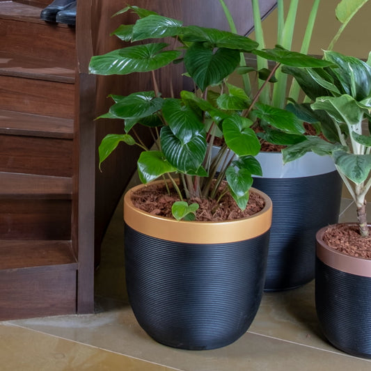 At the foot of the staircase indoors, the Milano Dual Tone, a round ribbed black & gold plastic planter that you can buy online at Sukham Home, a sustainable furniture, gardening and home decor store in Kolkata, India