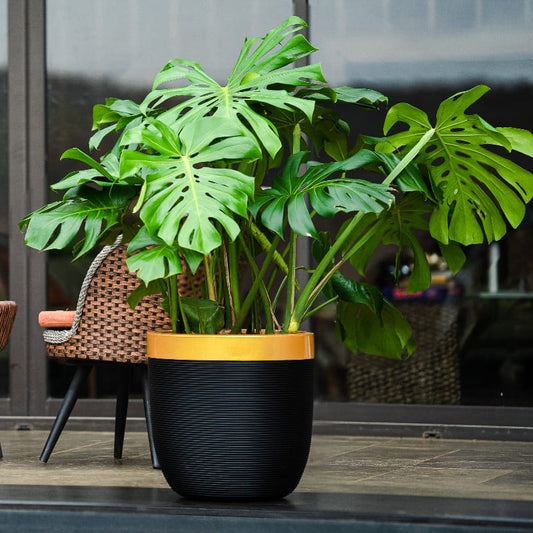 Outdoor by the garden, the Milano Dual Tone, a round ribbed black & gold plastic planter that you can buy online at Sukham Home, a sustainable furniture, gardening and home decor store in Kolkata, India