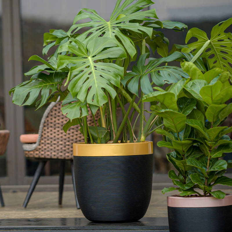 By the pool deck outdoors in the garden, the Milano Dual Tone, a round ribbed black & gold plastic planter that you can buy online at Sukham Home, a sustainable furniture, gardening and home decor store in Kolkata, India