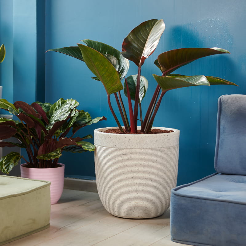 Placed in the corner, a Pink Verona and a White Stone Milano, a round ribbed stone finish plastic planter that looks like granite available at Sukham Home, a sustainable furniture, gardening and home decor store in Kolkata, India