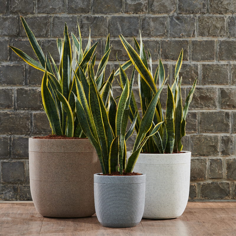 In different sizes, Sand Stone, Grey Stone and White Stone Milano, a round ribbed stone finish plastic planter that looks like granite available at Sukham Home, a sustainable furniture, gardening and home decor store in Kolkata, India