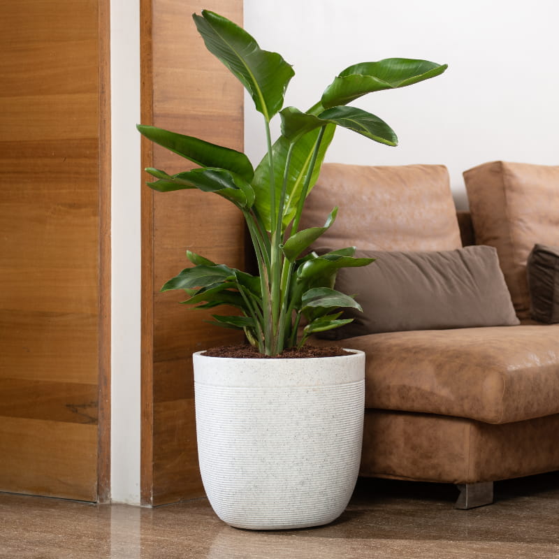 Placed in the living room near a sofa, the White Stone Milano, a round ribbed stone finish plastic planter that looks like granite available at Sukham Home, a sustainable furniture, gardening and home decor store in Kolkata, India