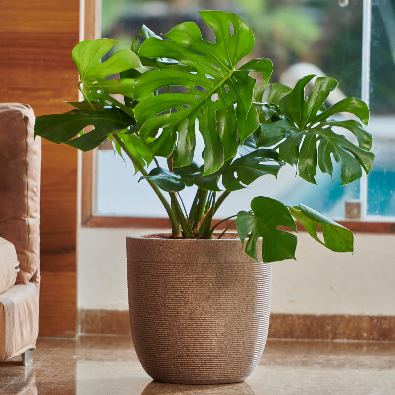 Placed with a plant, the Sand Stone Milano, a round ribbed stone finish plastic planter that looks like granite available at Sukham Home, a sustainable furniture, gardening and home decor store in Kolkata, India