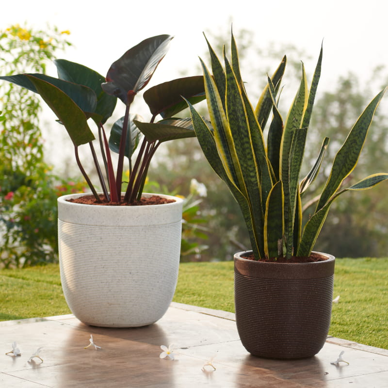 Decoraated outdoors, a Brown Stone and White Stone Milano, a round ribbed stone finish plastic planter that looks like granite available at Sukham Home, a sustainable furniture, gardening and home decor store in Kolkata, India