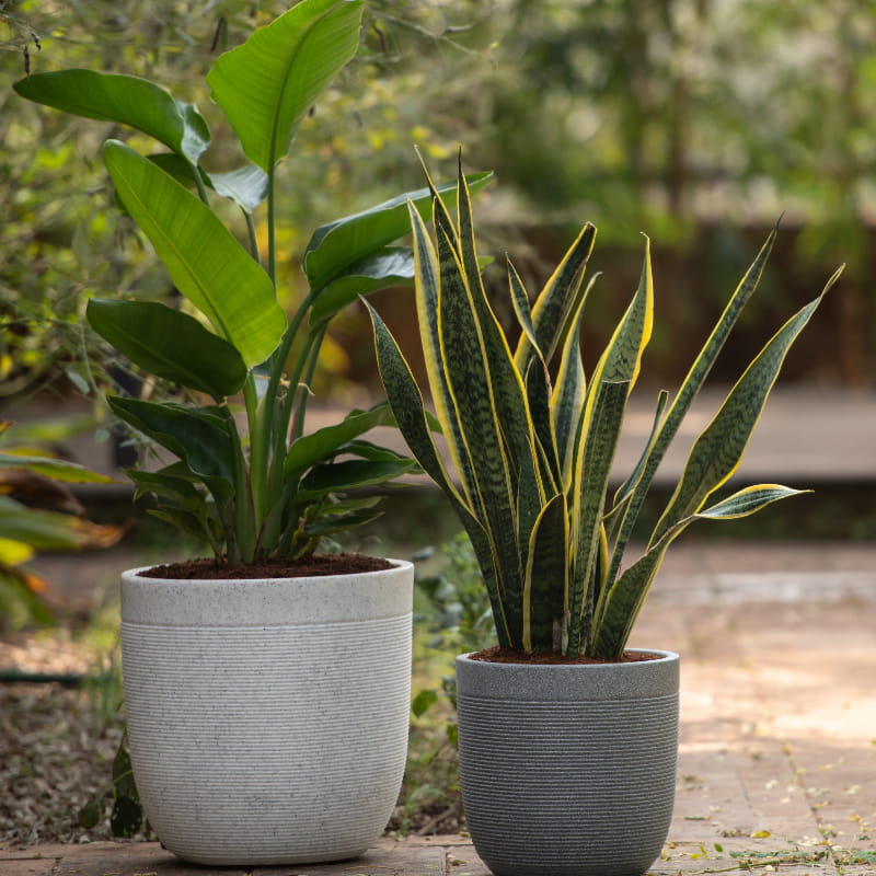 In an outdoor arrangement, in Grey Stone and White Stone Milano, a round ribbed stone finish plastic planter that looks like granite available at Sukham Home, a sustainable furniture, gardening and home decor store in Kolkata, India