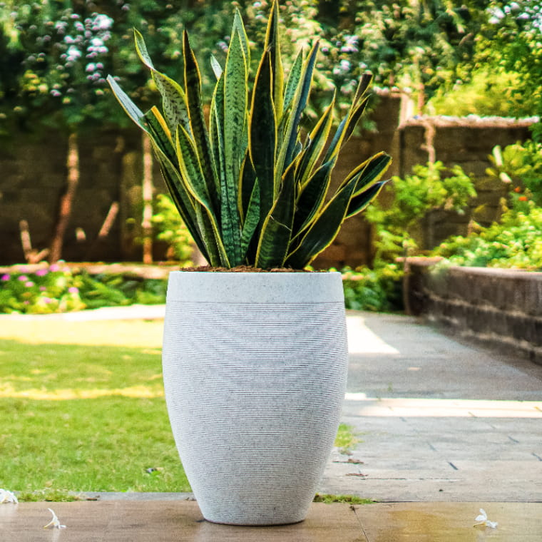 In a garden, the White Stone Milano High, a round tall stone finish plastic planter that looks like granite available at Sukham Home, a sustainable furniture, gardening and home decor store in Kolkata, India