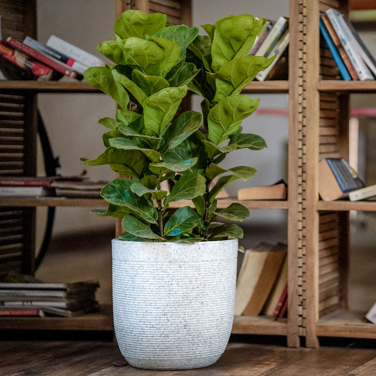 Milano Natural White Stone Finish with plant;  a plastic planter with wheels available at Sukham Home, a sustainable furniture, gardening and home decor store in Kolkata, India