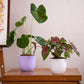 White and Purple Verona, a round colourful indoor planter made from plastic that you can buy online at Sukham Home, a sustainable furniture, gardening and home decor store in Kolkata, India