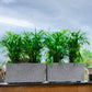 With plants inside, two Grey Stone Quebec Rectangle, a rectangle stone finish plastic planter that looks like granite available at Sukham Home, a sustainable furniture, gardening and home decor store in Kolkata, India
