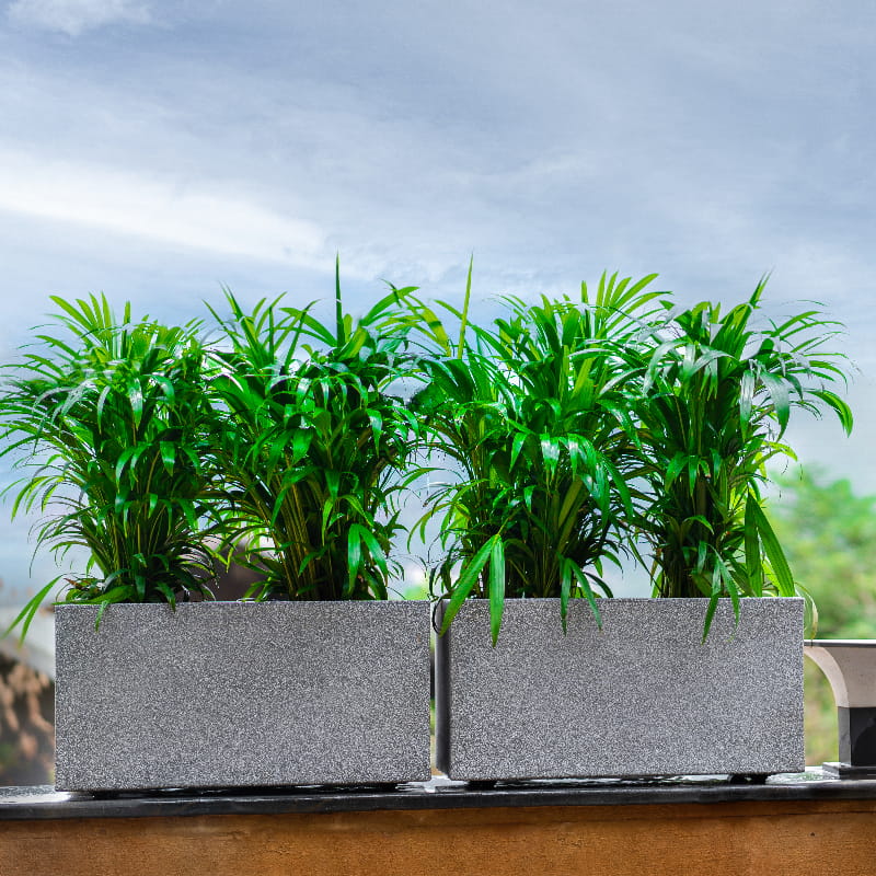 With plants inside, two Grey Stone Quebec Rectangle, a rectangle stone finish plastic planter that looks like granite available at Sukham Home, a sustainable furniture, gardening and home decor store in Kolkata, India