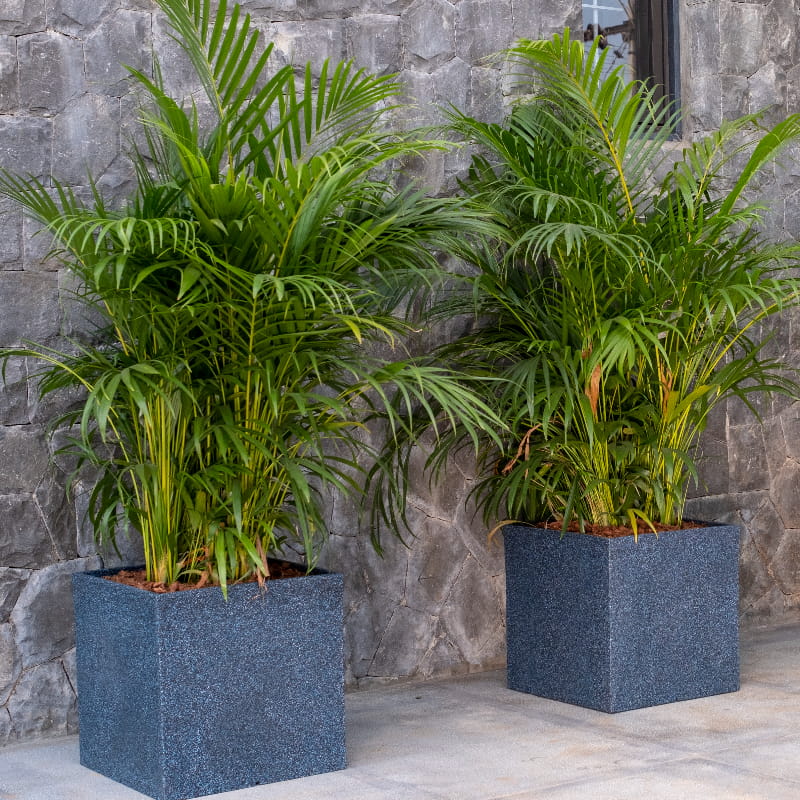 Featuring two big plants, the Grey Stone Quebec Square, a square stone finish plastic planter that looks like granite available at Sukham Home, a sustainable furniture, gardening and home decor store in Kolkata, India