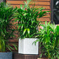 With plants inside the small White Stone Quebec Square, a square stone finish plastic planter that looks like granite available at Sukham Home, a sustainable furniture, gardening and home decor store in Kolkata, India