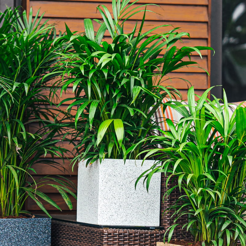 With plants inside the small White Stone Quebec Square, a square stone finish plastic planter that looks like granite available at Sukham Home, a sustainable furniture, gardening and home decor store in Kolkata, India