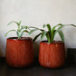 In two sizes, the Walnut Wood Pearl, a round textured luxury planter made from FRP you can buy online at Sukham Home, a sustainable furniture, gardening and home decor store in Kolkata, India