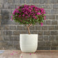 In a White Stone finish, the Rib Short, a round textured luxury planter made from FRP you can buy online at Sukham Home, a sustainable furniture, gardening and home decor store in Kolkata, India
